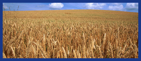 Grain Animation
