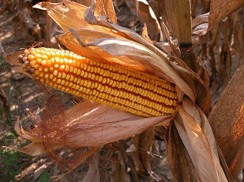 ear of corn 