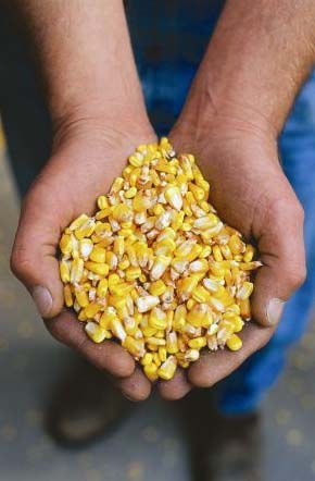 corn in hands