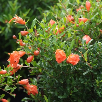 pomegranate
