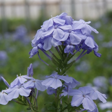 plumbago