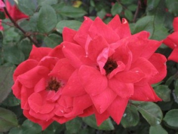 knockout rose