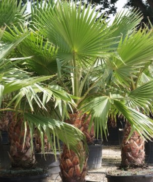 mexican fan palm